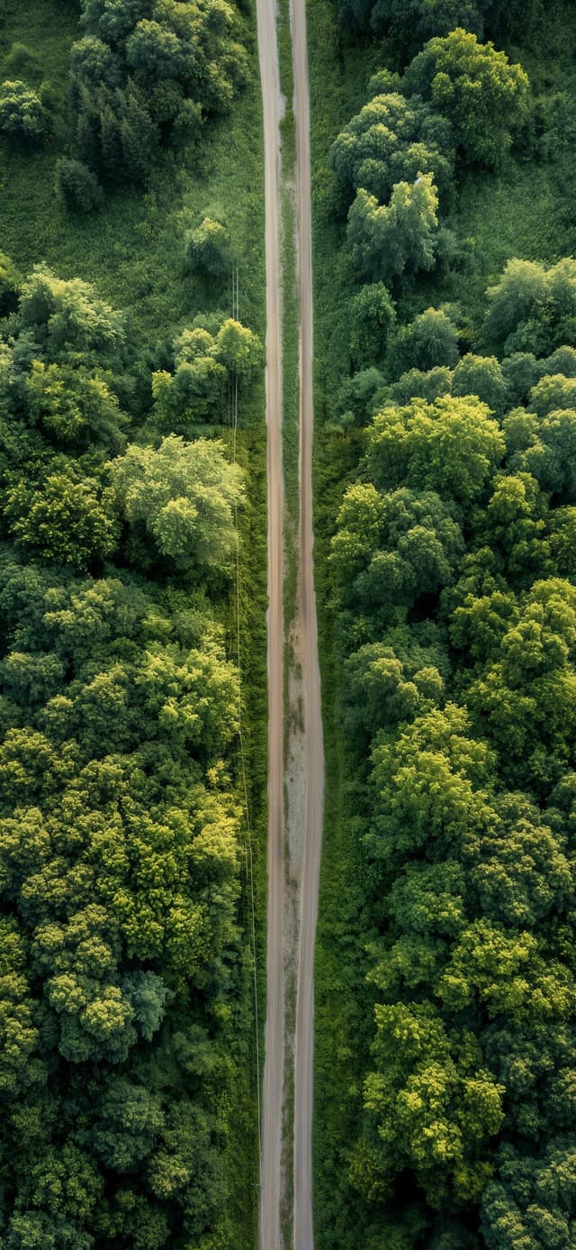 Forest Path